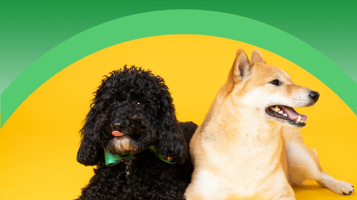 Veterinaria e Cura degli Animali